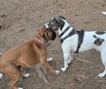 Kennebunkport Dog Park