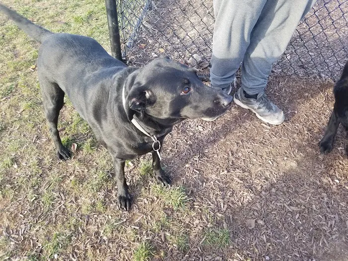 Port Potomac Dog Park 7