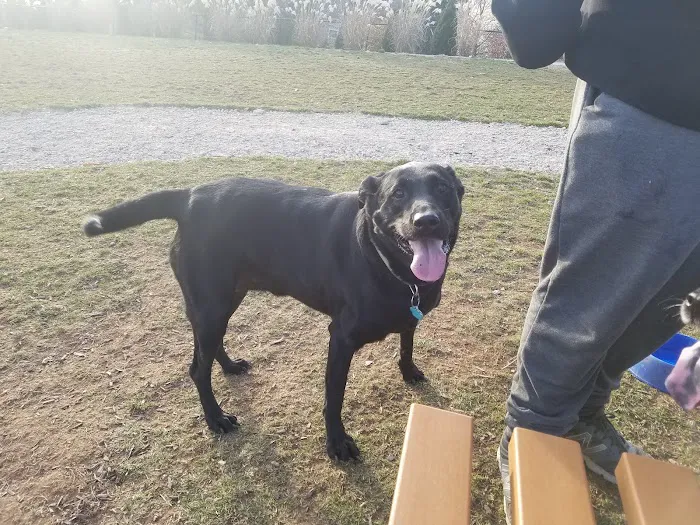 Port Potomac Dog Park 3