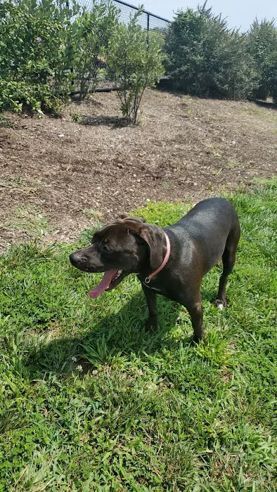 Port Potomac Dog Park 4