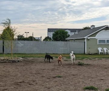 K9 Veteran's Memorial Dog Park
