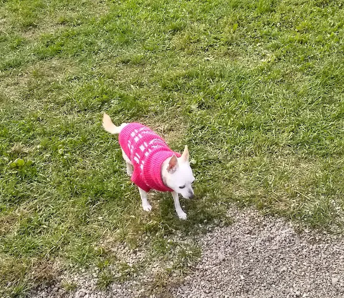 K9 Veteran's Memorial Dog Park 10