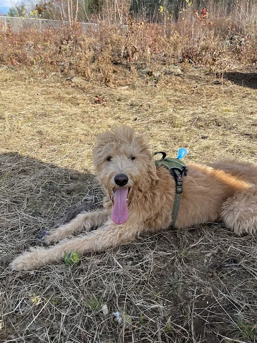Standish Dog Park 7