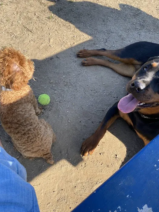 Standish Dog Park 10