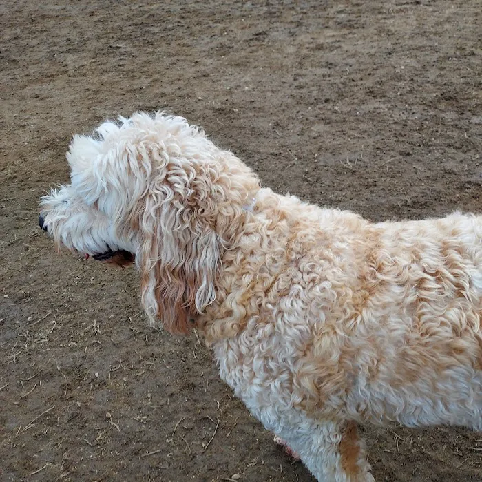 Standish Dog Park 9