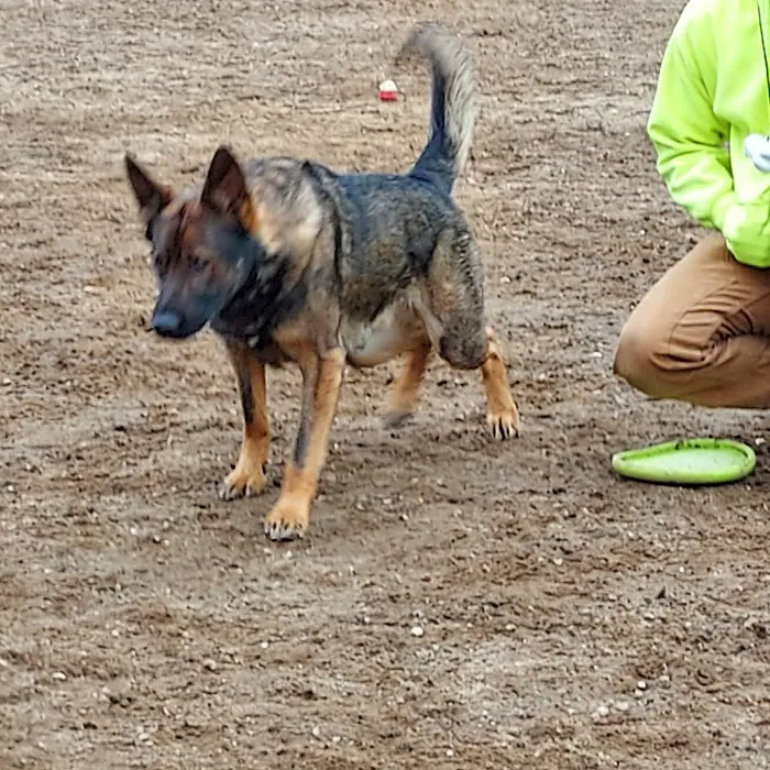 Standish Dog Park 6