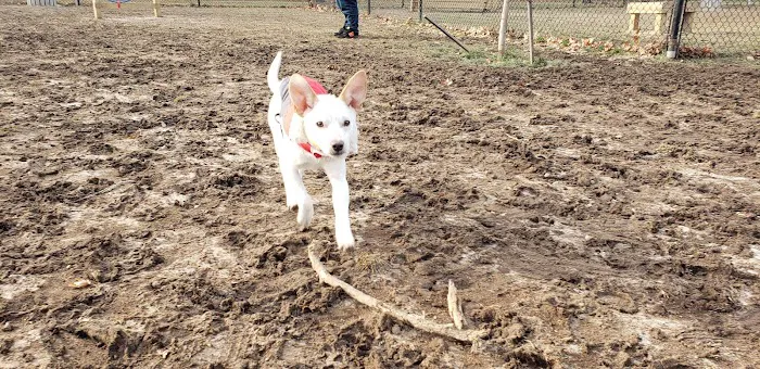 Westbrook Dog Park 6