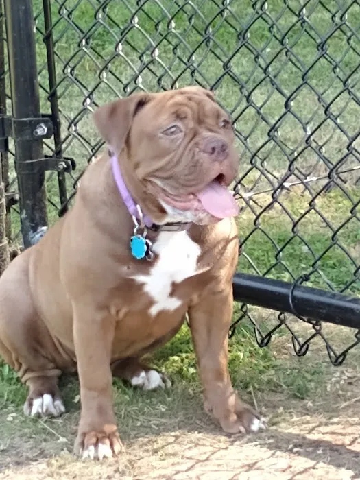 Westbrook Dog Park 7