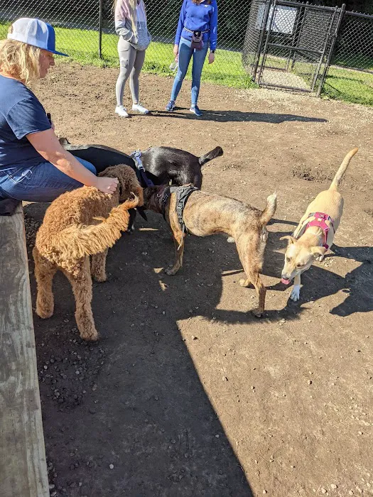 Westbrook Dog Park 3