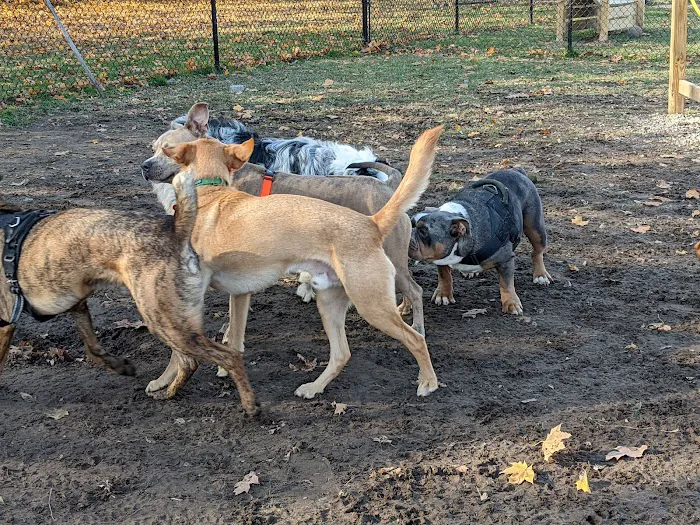 Westbrook Dog Park 5