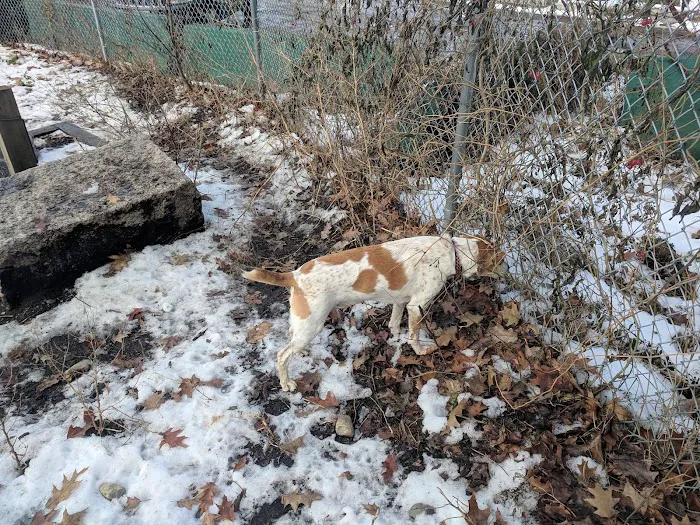 Valley Street Dog Park 8