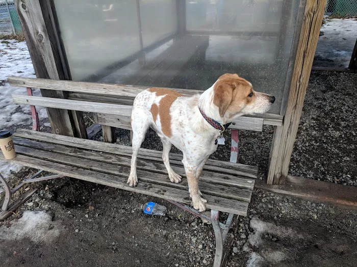 Valley Street Dog Park 5