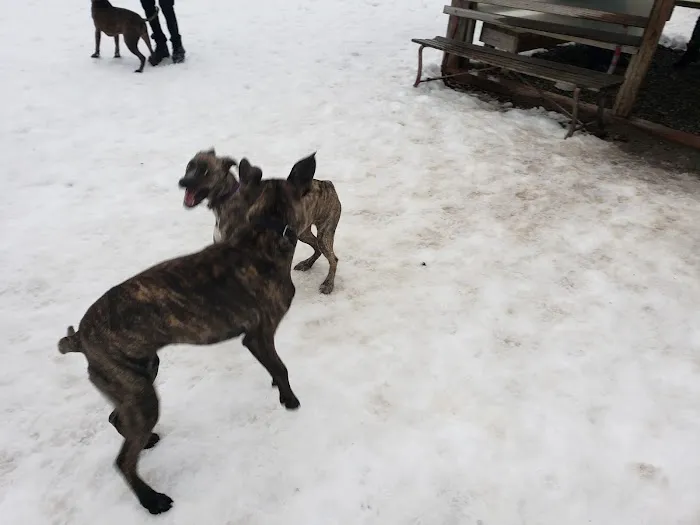 Valley Street Dog Park 1