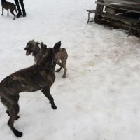 Valley Street Dog Park ico