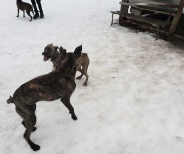 Valley Street Dog Park