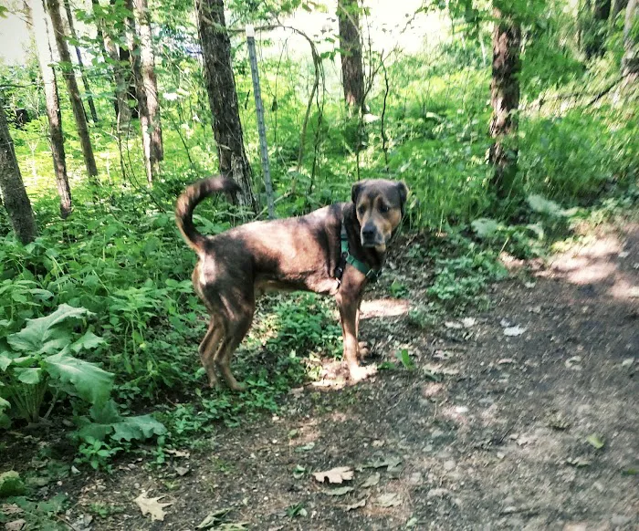 Quarry Run Dog Park 10