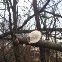 Fredericksburg Dog Park ico