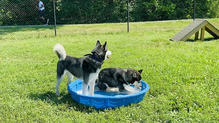 Fredericksburg Dog Park 9
