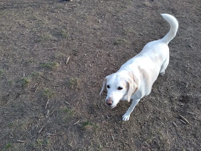 Spotsy Dog Park Inc. 2