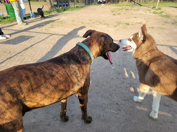 Spotsy Dog Park Inc. 5