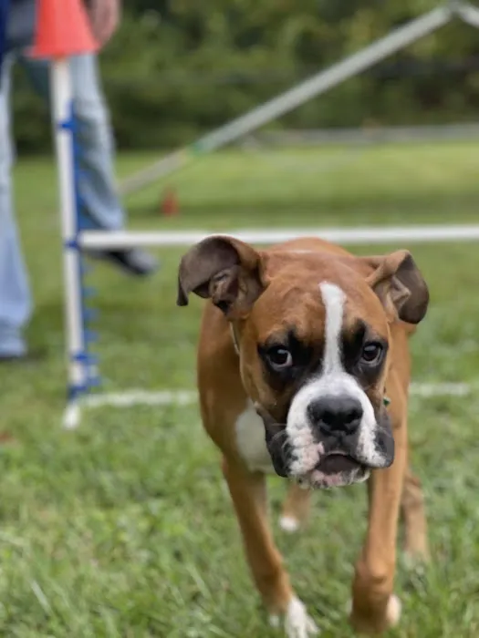 Happy Tails Dog Club 2