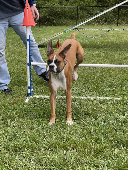 Happy Tails Dog Club 3