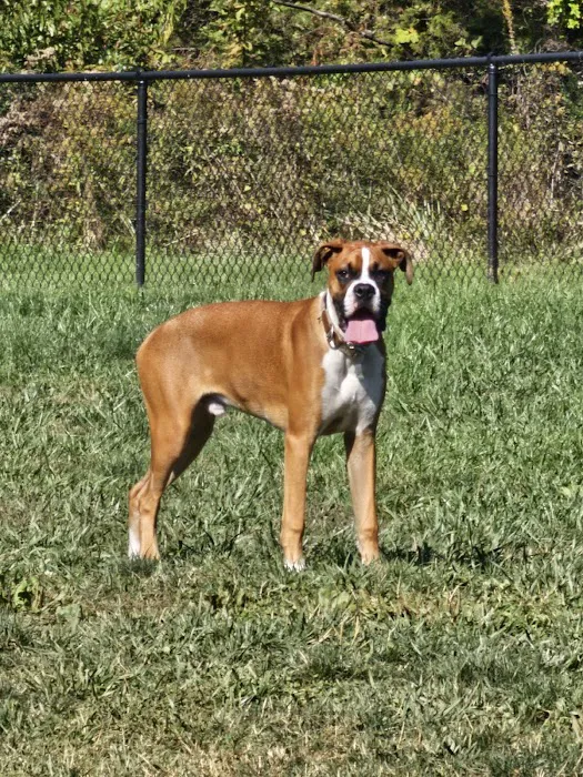 Happy Tails Dog Club 1
