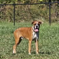Happy Tails Dog Club ico
