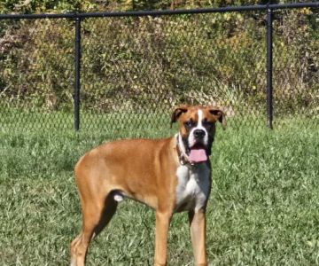 Happy Tails Dog Club