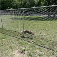 Lindenwold Dog Park ico