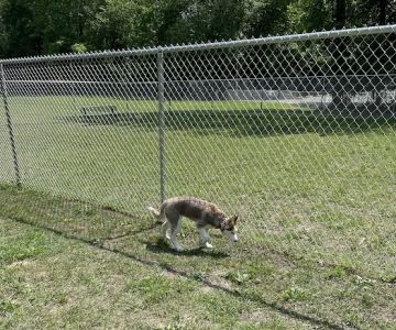 Lindenwold Dog Park