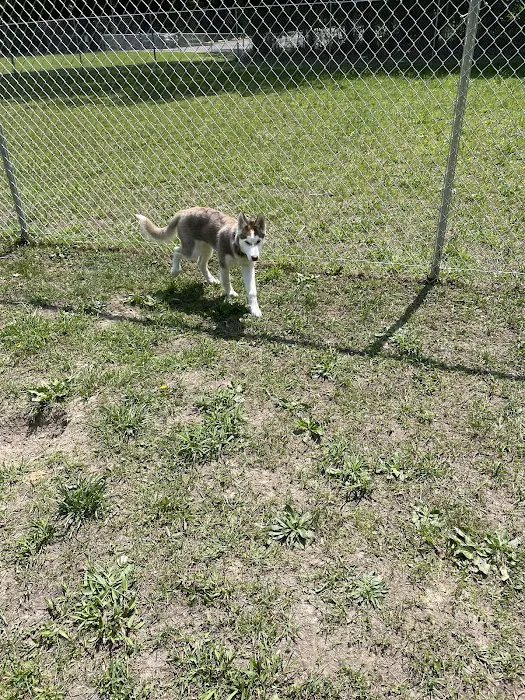 Lindenwold Dog Park 2