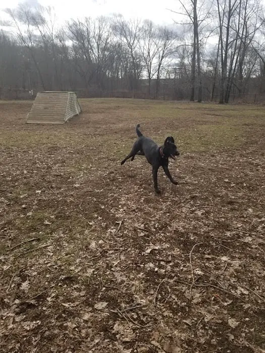 Colchester Dog Park 7