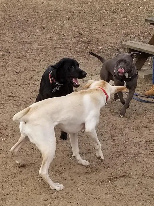 Colchester Dog Park 6