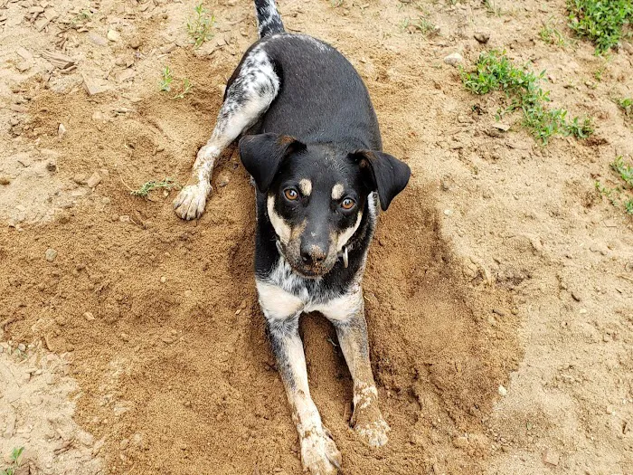 Colchester Dog Park 10