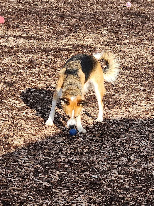 The Enfield Dog Park 10