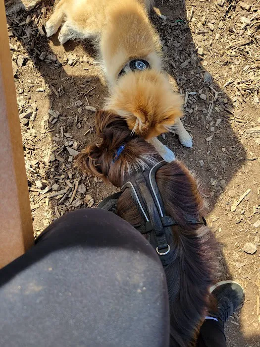 The Enfield Dog Park 5