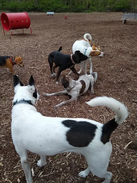 The Enfield Dog Park 9