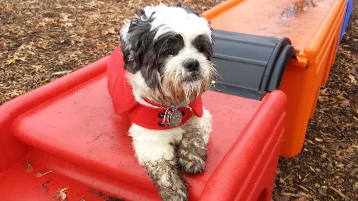 The Enfield Dog Park 1