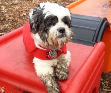 The Enfield Dog Park