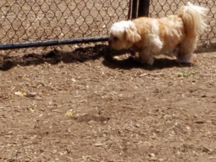 The Enfield Dog Park 3