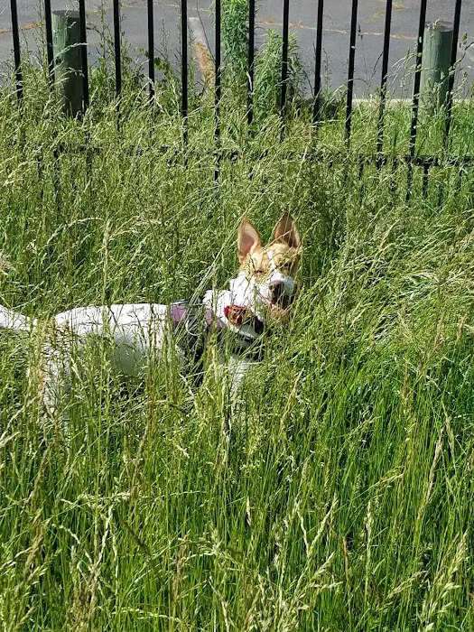 The Mile Dog Park 7
