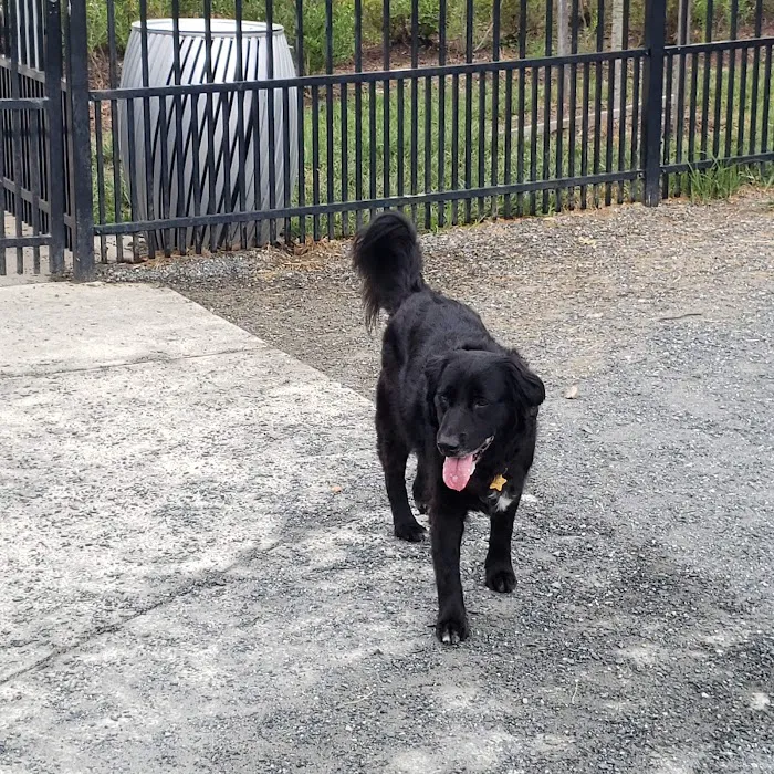 The Mile Dog Park 9