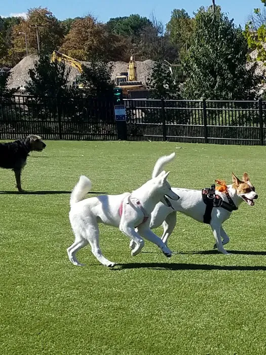 The Mile Dog Park 6