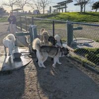 Sutter’s Landing Dog Park ico