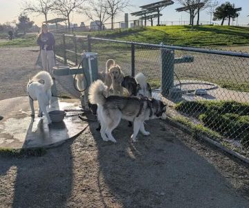 Sutter’s Landing Dog Park