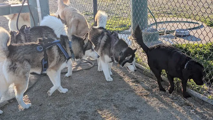 Sutter’s Landing Dog Park 3