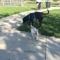 Tanzanite Dog Park ico
