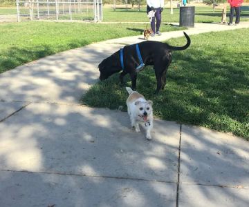 Tanzanite Dog Park