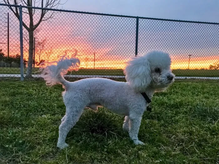 Tanzanite Dog Park 9